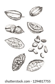 cacao hand drawn collection. Drawing on white background. Isolated illustration for organic food ingredient, menu, natural product