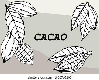 Cacao pod with beans freehand drawing on white background. Vector illustration.