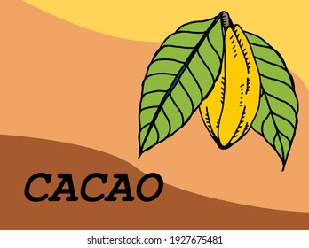 Cacao pod con frijol de fondo blanco. Ilustración vectorial.