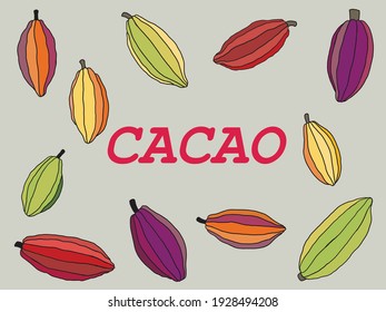 Cacao pod with beans freehand drawing on gray background. Vector illustration.