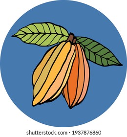 Cacao pod freehand drawing on colorful background. Vector illustration.