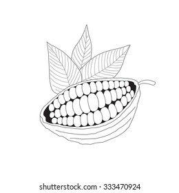 The cacao pod on a white background - a beautiful illustration