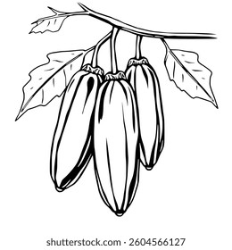 Cacao Pods Hanging From Branch With Leaves Illustration