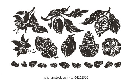 Cacao set. Growth stages. Vector shape, realistic mold. Chocolate ingredient. Botanical sketch of bean, fruit, leaves, flower. Group of isolate on white background.  