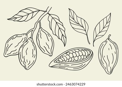 Cacao sketch doodle. Hand drawn line art cacao collection with beans, plant, leaf, tree branch on isolated background. Design for card, logo, label, print, paper, template. Food and spa ingredient 