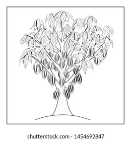 Cacao tree. Chokolate. Line art. Isolated on the white background. Vector illustration.