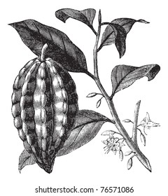Cacao tree, cocoa tree or Theobroma cacao, leaves, fruit and branch vintage engraving. Old engraved illustration of a close-up of a cacao fruit, isolated against a white background.