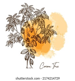 Cacao tree ink sketch. Cocoa tree. Color card. Engraving style. Vector illustration.
