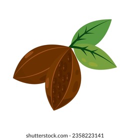cacao tree and leaf icon isolated vector