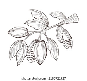 cacao tree leaf sketch design