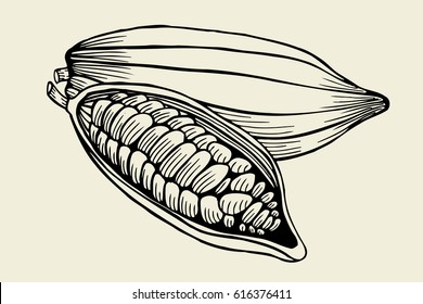 Cacao tree, leaves, fruit and branch old vintage engraving, hand drawn vector illustration isolated on background