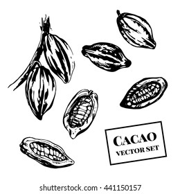 Cacao vector set. Vector illustration of cacao beans isolated on white.