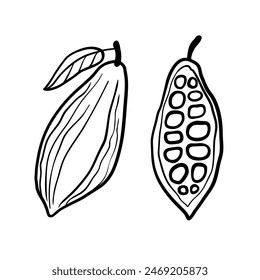 Cacao whole fruit and a half. Black vector line hand drawn illustration isolated on white background.