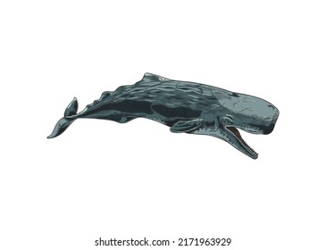 Cachalot Big Marine Mammal Swimming, Colored Sketch Vector Illustration Isolated On White Background. Underwater Animal With Engraving Texture.