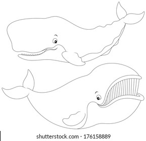 Cachalot and Greenland whale