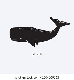 Cachalot. Vector illustration of a sperm whale. Whale drawing