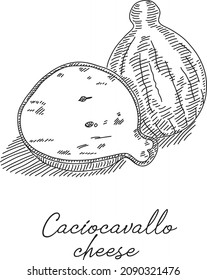 Caciocavallo cheese. Sketchy hand-drawn illustration.