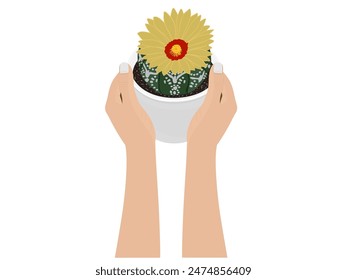 Cactaceae on a white background.
