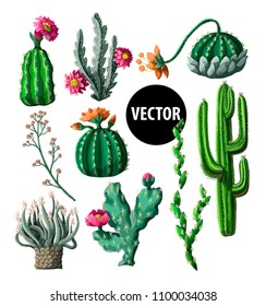 Cacti with flowers isolated on a white background. Vector illustration.