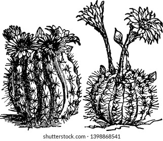 Cacti is genus of Cactaceae, which enables to survive harsh and dry climates, vintage line drawing or engraving illustration.