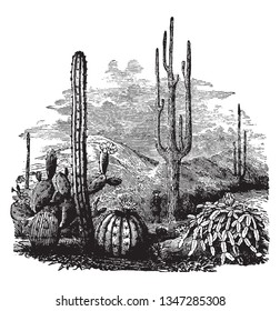 Cacti are hardy and it can be grown outdoors even where temperatures dip well below zero, vintage line drawing or engraving illustration.