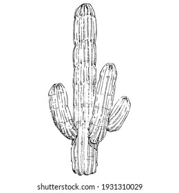 Cacti isolated illustration on a white background. Cactus icons or logo. Element for cards. Desert cactus, tropical plants, summer garden. Decorated drawn by hand