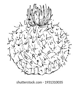 Cacti isolated illustration on a white background. Cactus icons or logo. Element for cards. Desert cactus, tropical plants, summer garden. Decorated drawn by hand