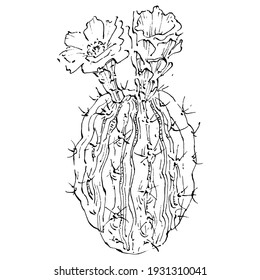 Cacti isolated illustration on a white background. Cactus icons or logo. Element for cards. Desert cactus, tropical plants, summer garden. Decorated drawn by hand