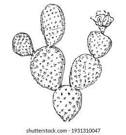Cacti isolated illustration on a white background. Cactus icons or logo. Element for cards. Desert cactus, tropical plants, summer garden. Decorated drawn by hand