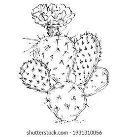 Cacti isolated illustration on a white background. Cactus icons or logo. Element for cards. Desert cactus, tropical plants, summer garden. Decorated drawn by hand