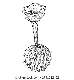 Cacti isolated illustration on a white background. Cactus icons or logo. Element for cards. Desert cactus, tropical plants, summer garden. Decorated drawn by hand