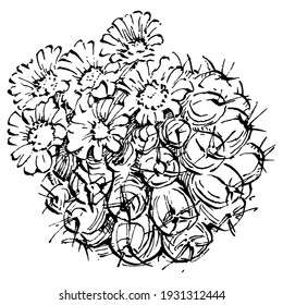 Cacti isolated illustration on a white background. Cactus icons or logo. Element for cards. Desert cactus, tropical plants, summer garden. Decorated drawn by hand