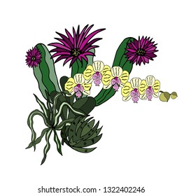 Cacti and Orchid. Vector illustration.