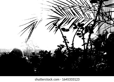 Cacti and palms in light through window. Black and white vector Illustration.