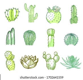 Cacti set, green floral decoration in watercolor. Succulent plant with a thick fleshy leaves. Vector line art cactus illustration isolated on white background