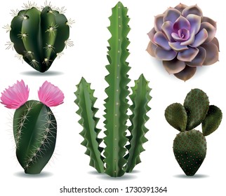 Cacti. Set of realistic cactus and succulent plants. Vector illustration. Beautiful cacti and succulents for stickers and interior design.