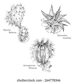 Cacti and succulent ink sketch set. Isolated. Hand drawn outline style.