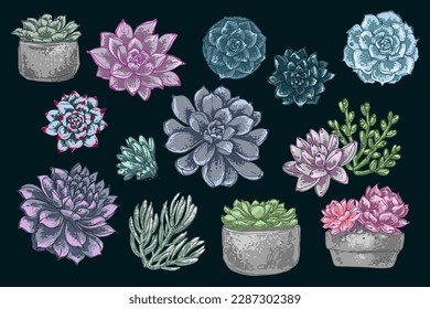 Cacti and succulents, Gray and purple exotic plants. Indoor flowers in pots. Home decor. Vector color sketch