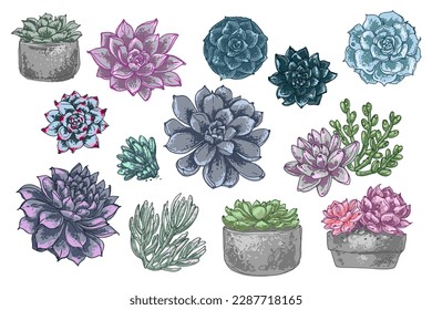 Cacti y suculentos, plantas exóticas grises y violetas. Flores interiores en macetas. Decoración casera. Esbozo de color del vector