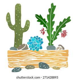 Cacti, succulents, home flowers, houseplants in wooden box, stones isolated on white background