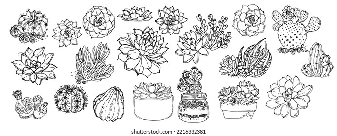 Cacti and succulents, indoor flowers in pots. Home decor. Vector line sketch