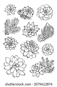 Cacti and succulents. Line sketch of flowers, home decor. Drawing vector black. Poster coloring