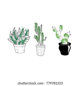 cacti and succulents painted with a brush imitating watercolor