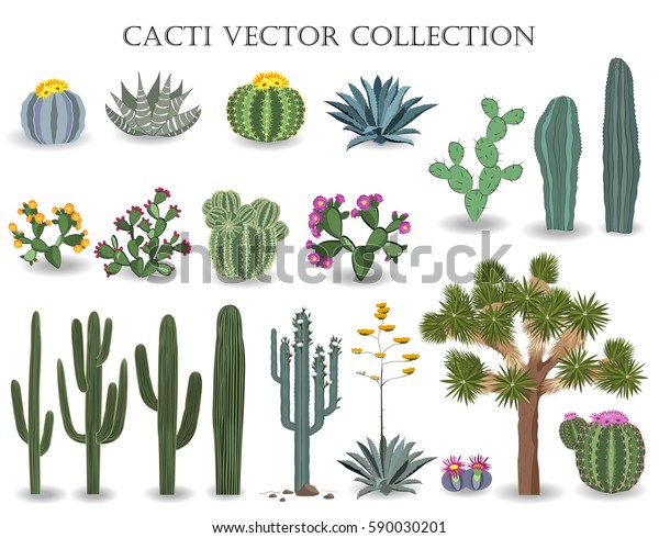 Cacti vector collection. Saguaro, agave,
joshua tree, prickly pear and other
cactuses