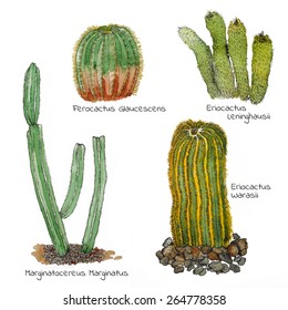 Cacti watercolor sketch set. Isolated. Hand drawn cartoon style.