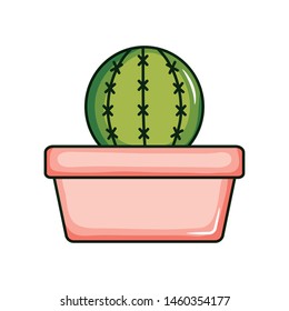 cactu plant exotic in ceramic pot