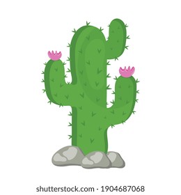 cactu plant exotic with rocks and pink flowers vector illustration design