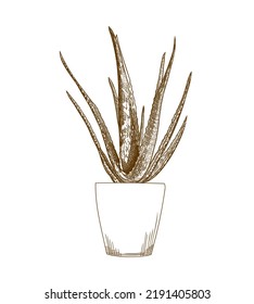 Cactus, aloe vera in pot linear engraving drawing