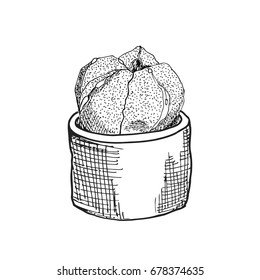 Cactus Astrophytum asterias in the pot. The sketch marker. Vector
