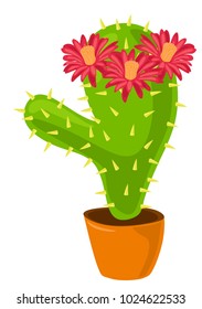 A cactus with big three flowers in pot
